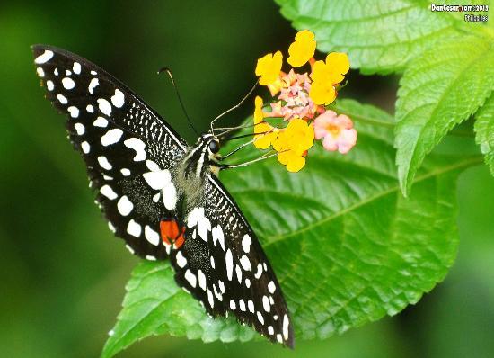 Jumalon Butterfly Sanctuary